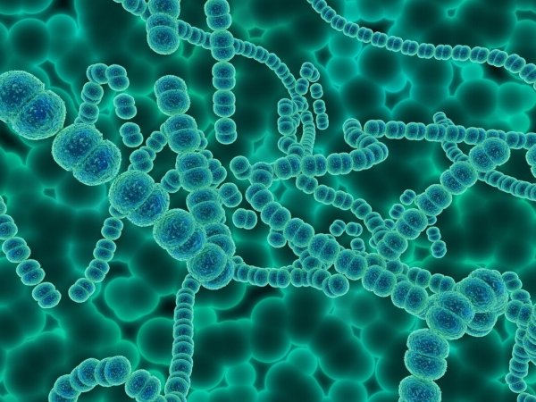 Enfermedad carnívora de Japón.