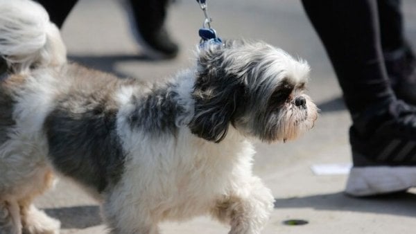 Empresa de buses Pet Friendly