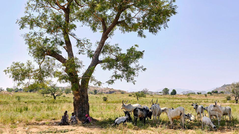 Campo en Nigeria 