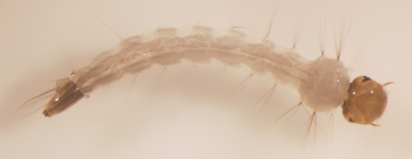 Larva de mosquito del dengue