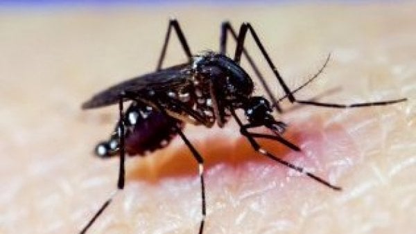 Mosquito que transporta el dengue