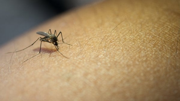 Mosquito del dengue