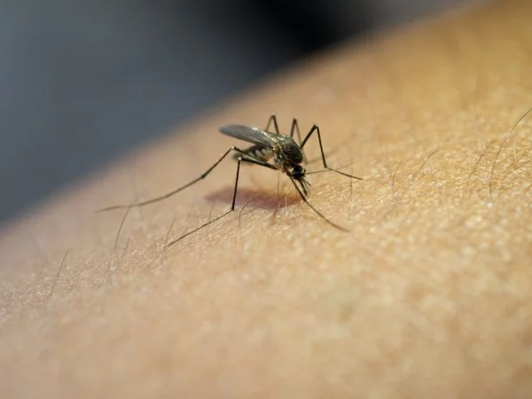 Mosquito del dengue