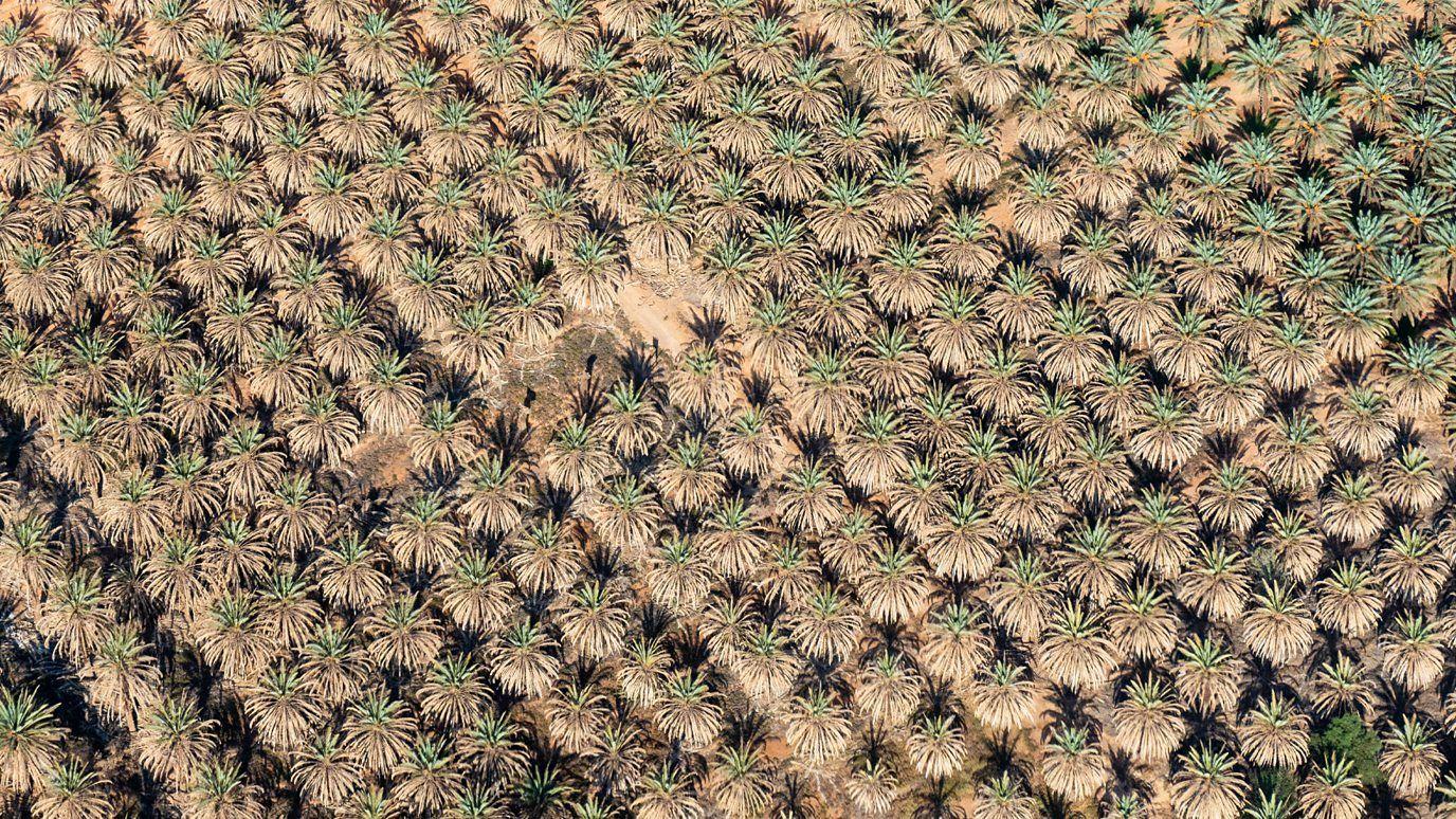 Foto cenital de vegetación de AlUla. 
