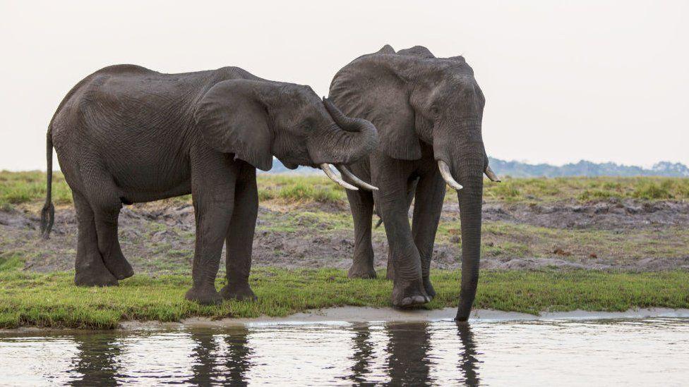 Elefantes africanos al lado de un lago