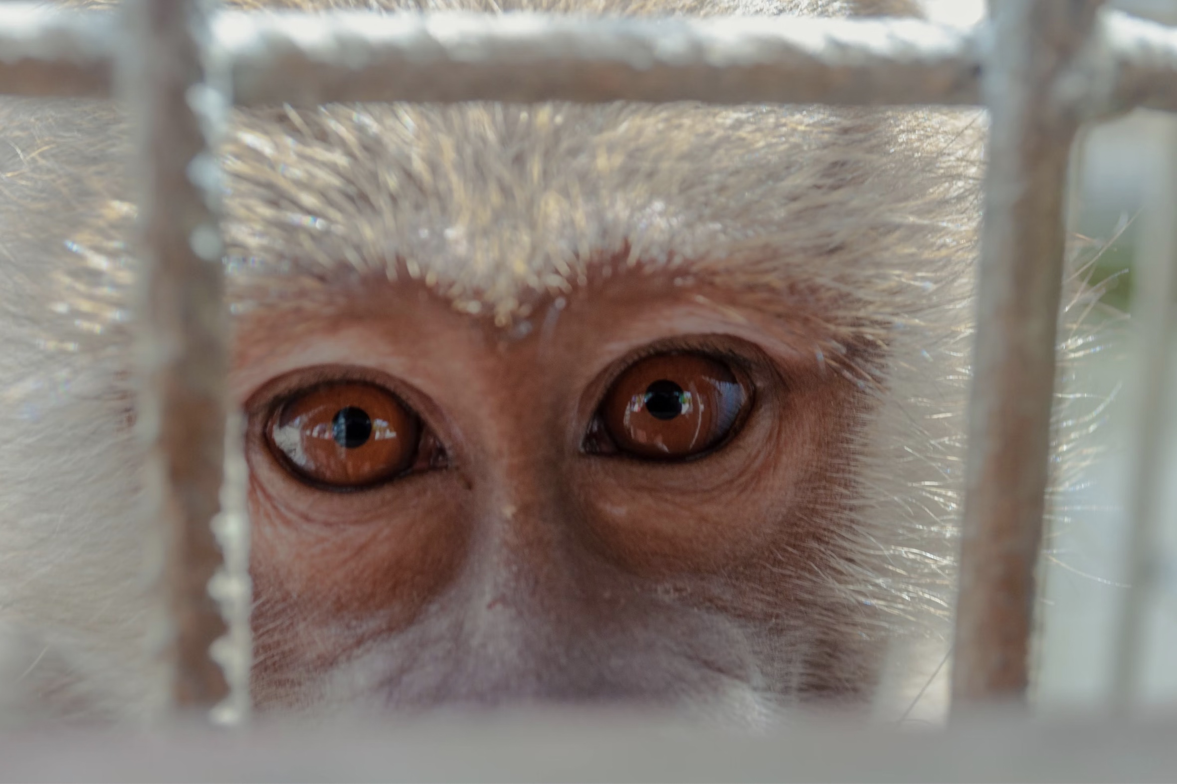 Macaco. Virus del herpes B. Virus del mono B