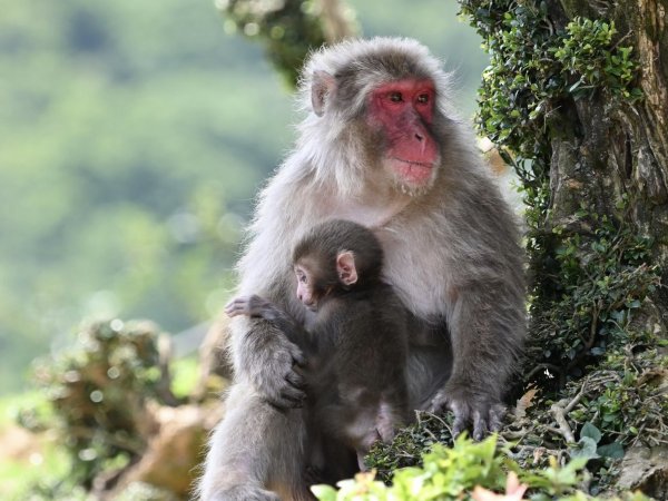 Virus del mono B o herpes B.