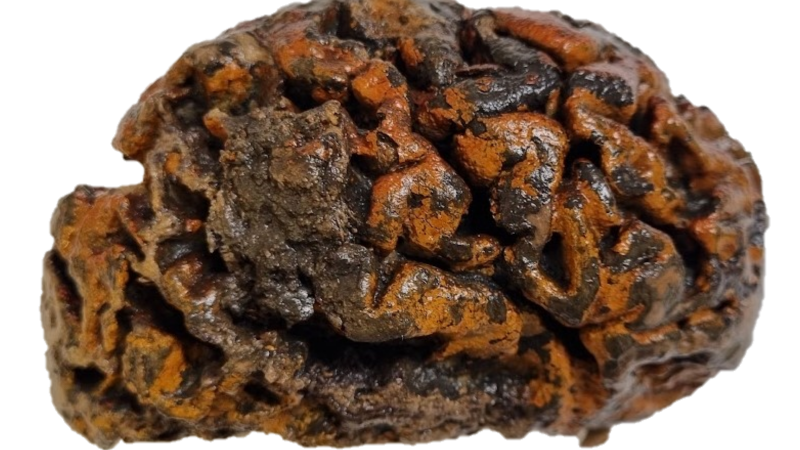 Cerebro de más de 1.000 años