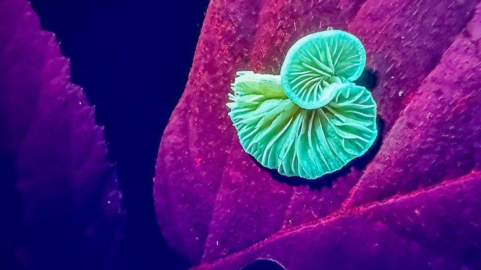 Hongo en una hoja, en coloración UV que muestra que el hongo es de color verde lima y la hoja es roja.