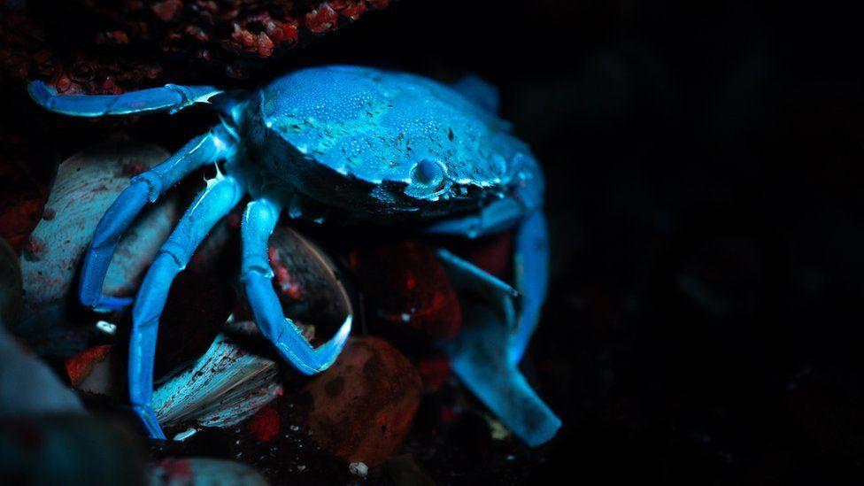 Un cangrejo azul bajo los rayos UV