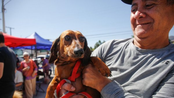 Registro Nacional de Mascotas ¿cómo inscribir a tu perro o gato?