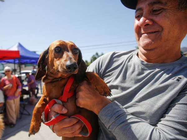 Registro Nacional de Mascotas ¿cómo inscribir a tu perro o gato?