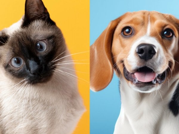 Los nombres de perros y gatos más comunes en Chile.