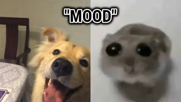 Qué significa mood o “in the mood”