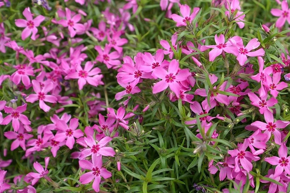 Phlox subulata (flox musgoso)