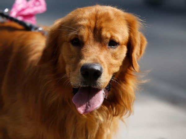 ¿En qué consiste la Ley Duque?