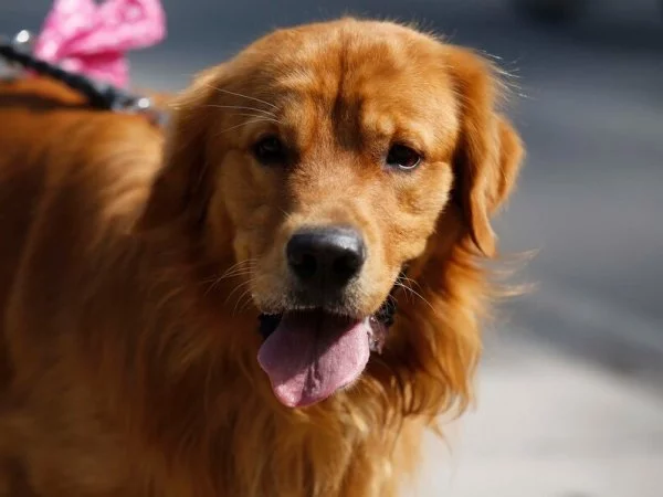 ¿En qué consiste la Ley Duque?