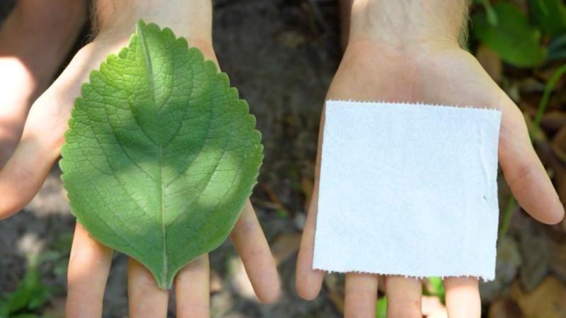 Hoja de boldo junto a un trozo de papel higiénico.