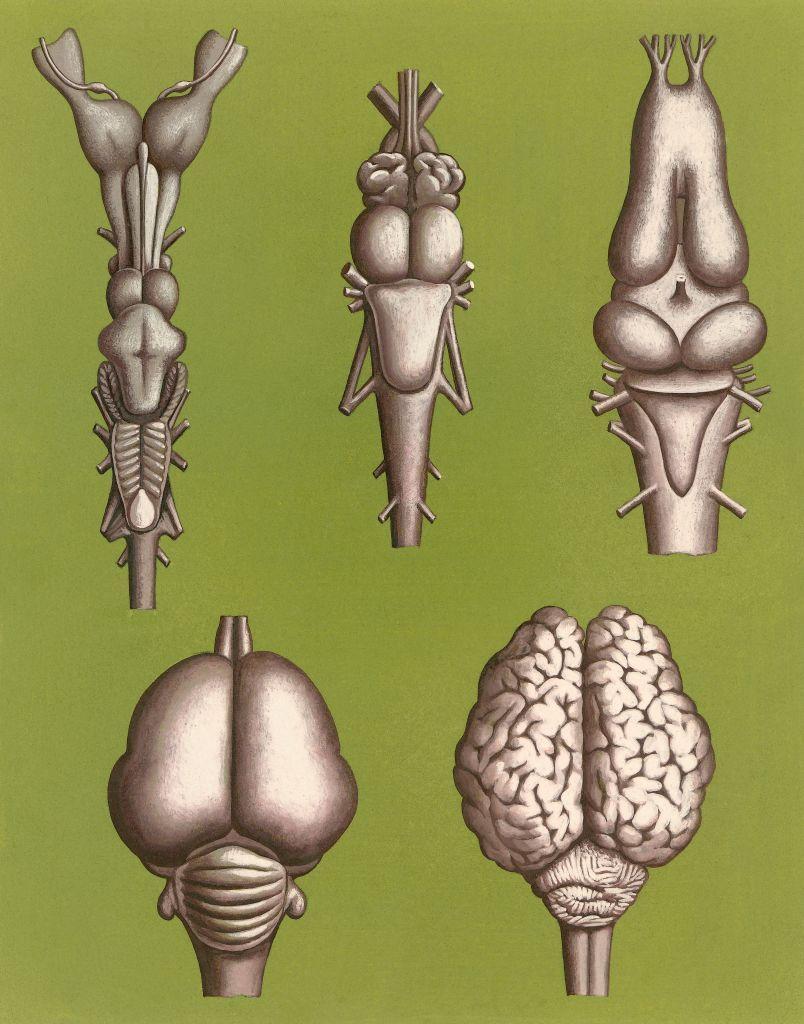 Gráfico de cerebros de varios animales