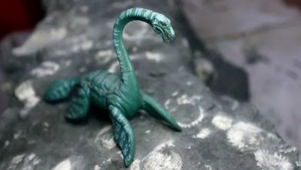 Tesoro en Algarrobo: Hallan Elasmosaurio de 70 millones de años en costa chilena