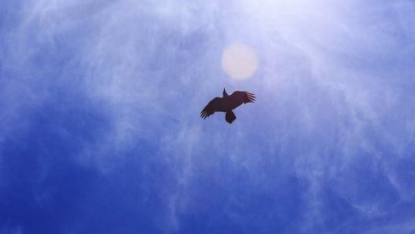 Cambio climático puede ser clave en disminución de la biodiversidad