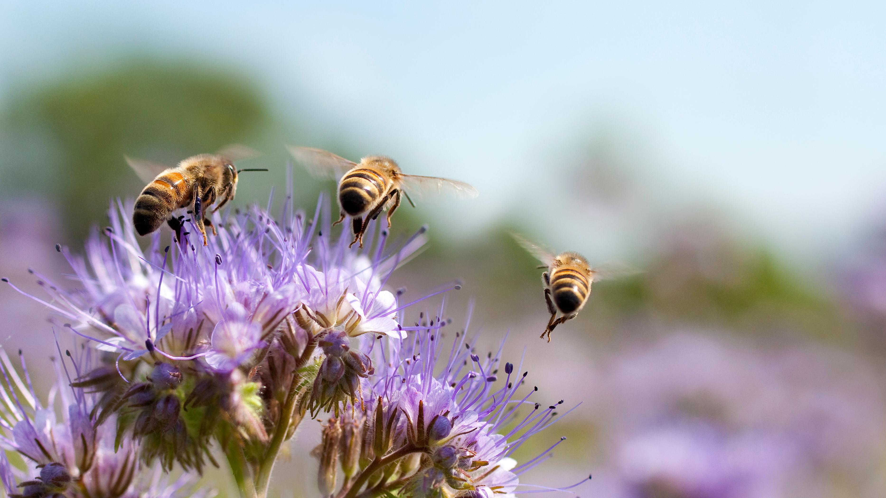 Abejas