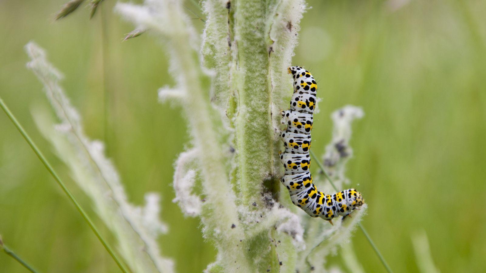 Oruga