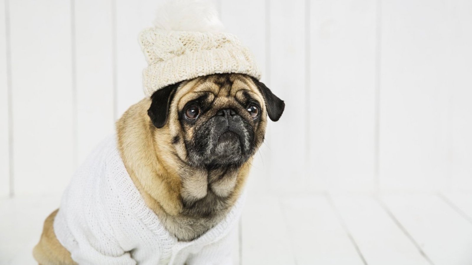 5 formas de cuidar a tus mascotas en una ola de frío