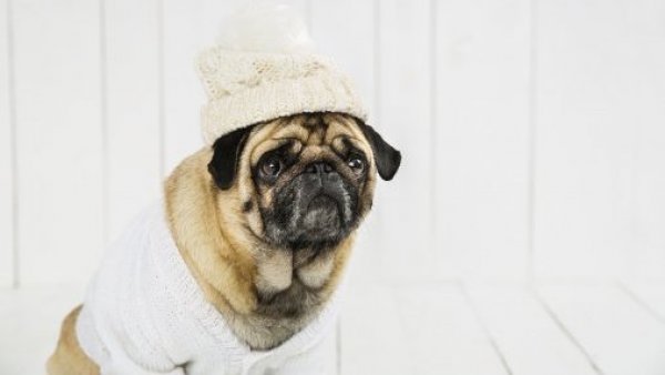 5 formas de cuidar a tus mascotas en una ola de frío