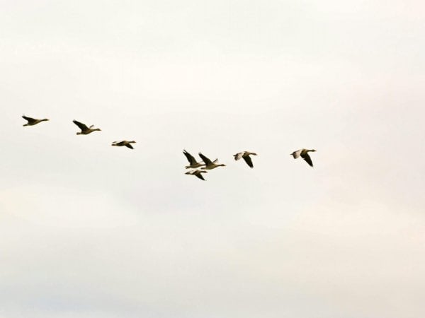 Día Mundial de las Aves Migratorias, Chile, 2024.