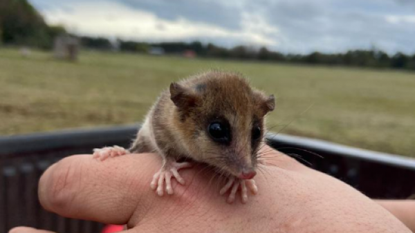 Monito del monte, Chile, 2024.