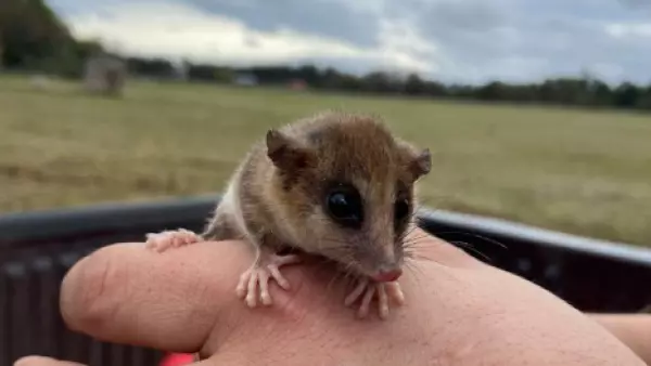 Monito del monte, Chile, 2024.