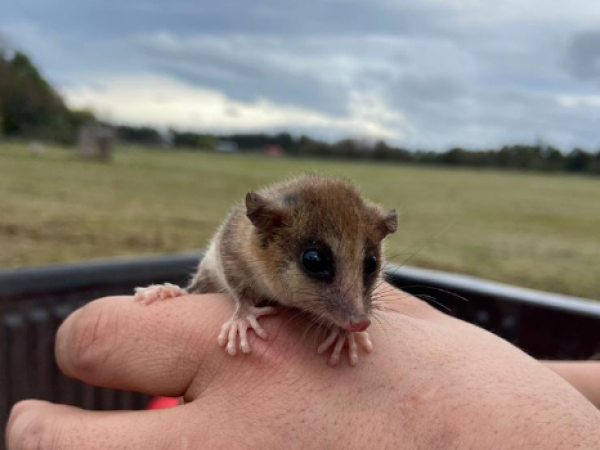 Monito del monte, Chile, 2024.