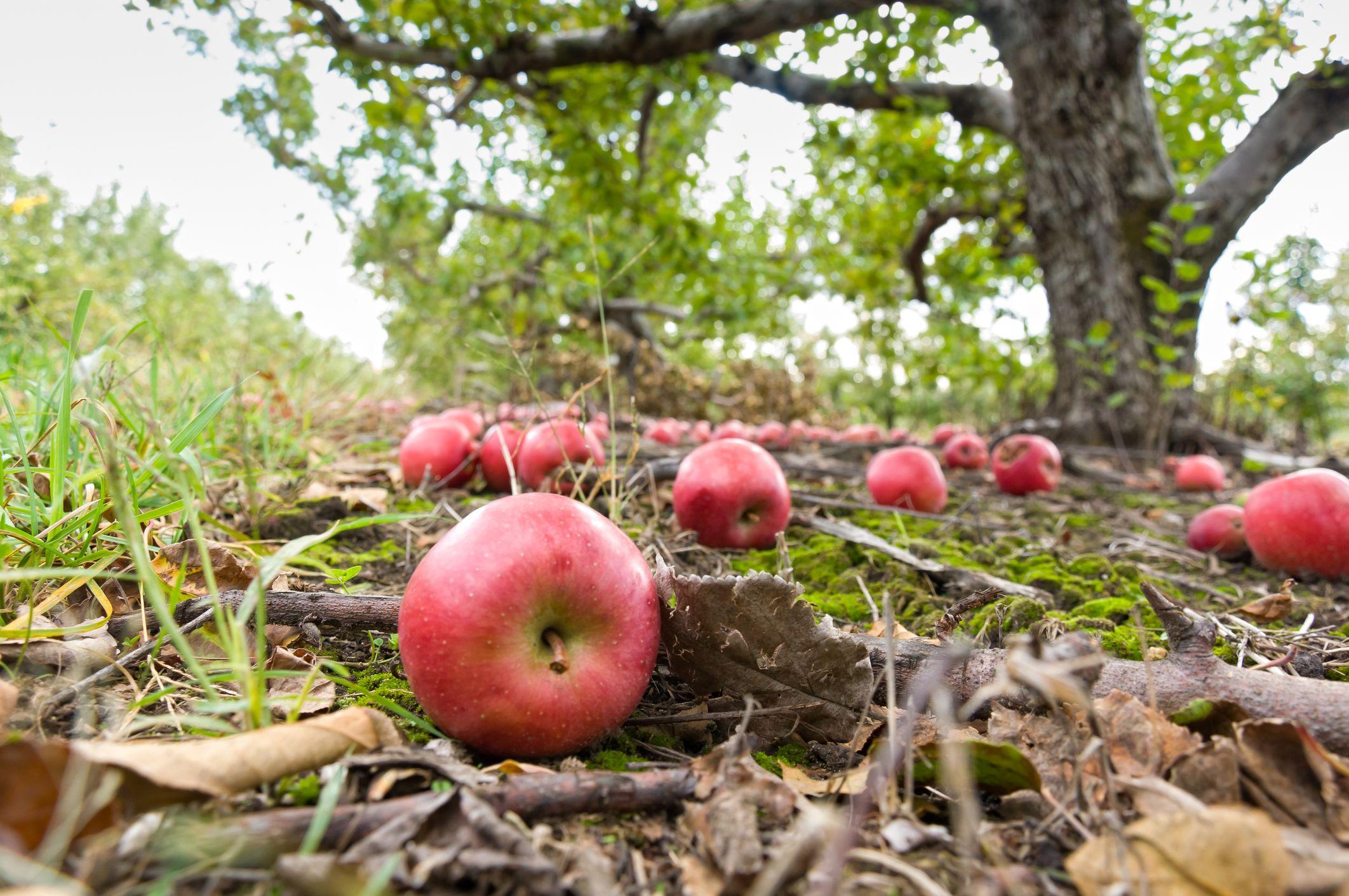 Una manzana que cayó de un árbol