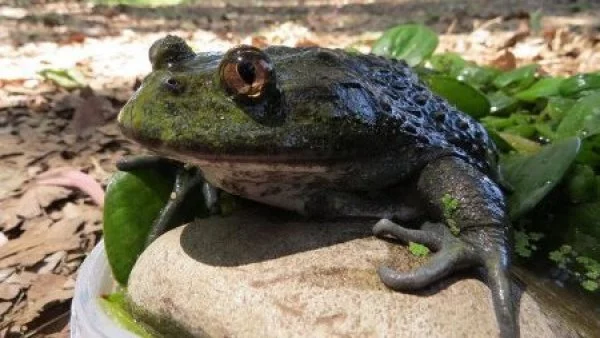 Rana gigante chilena: llaman a salvar a una especie considerada “fósil viviente”