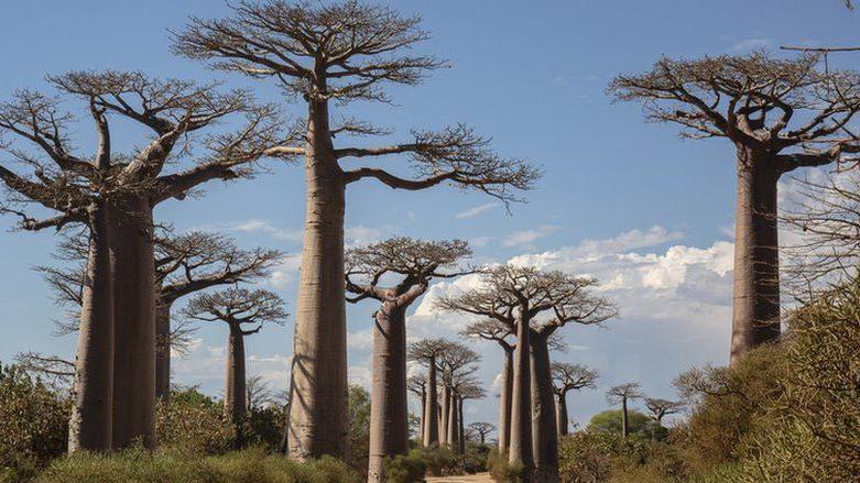 Un grupo de árboles baobab
