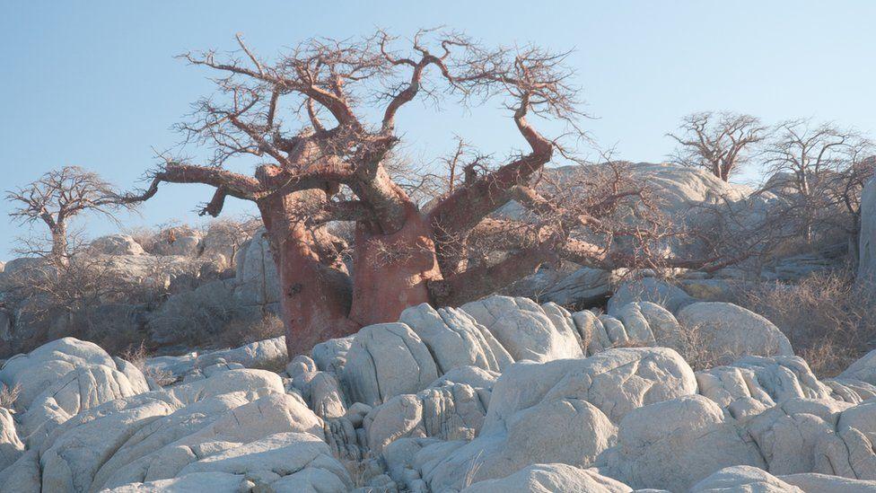 Otro árbol baobab en medio de rocas