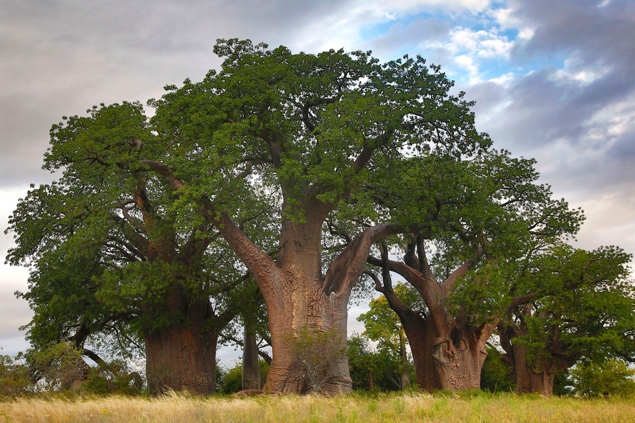 La especie africana de los baobab 