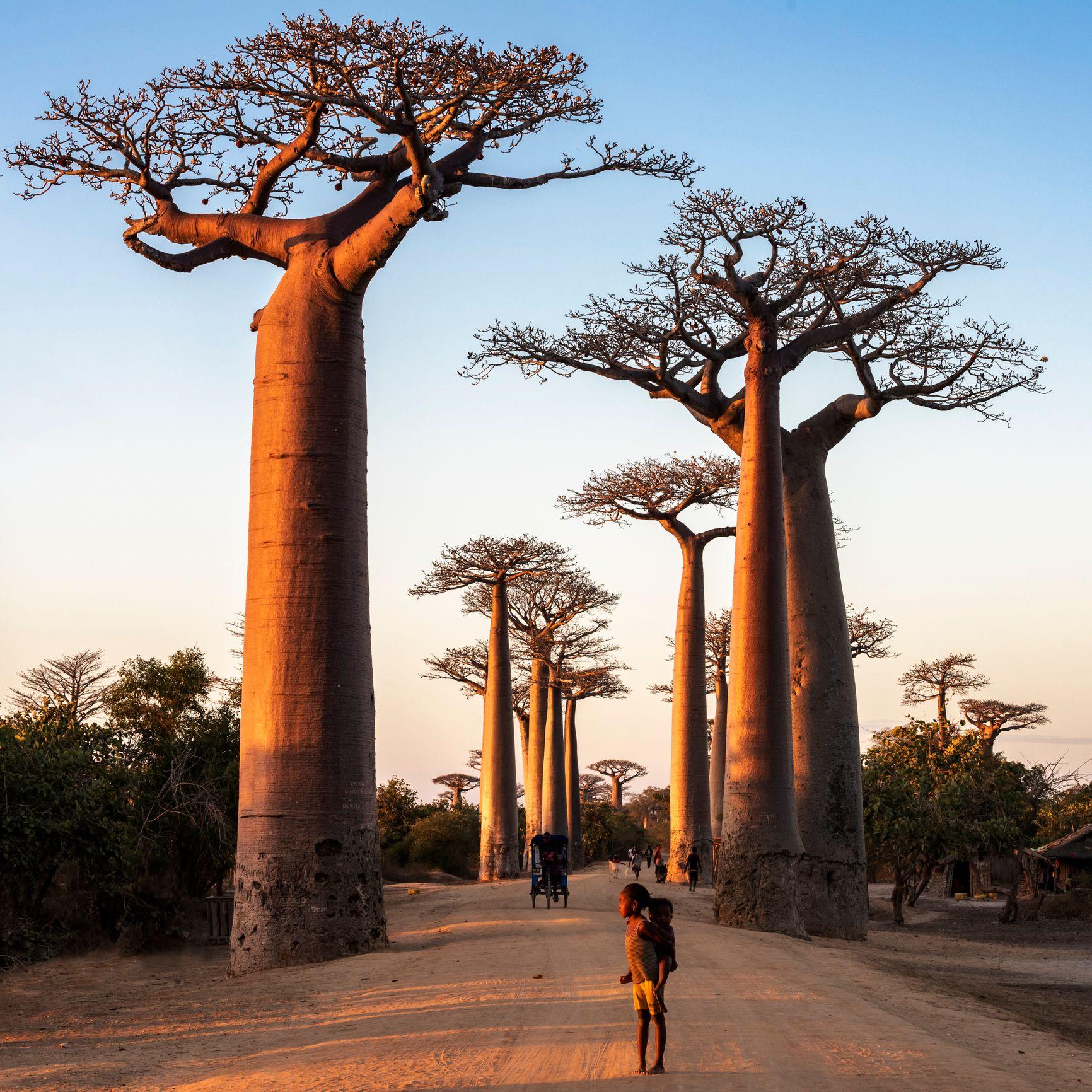 Un niño africano junto a un  baobab 