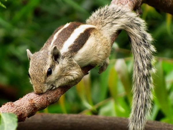 Día Internacional de la Biodiversidad Biológica, Chile, 2024.