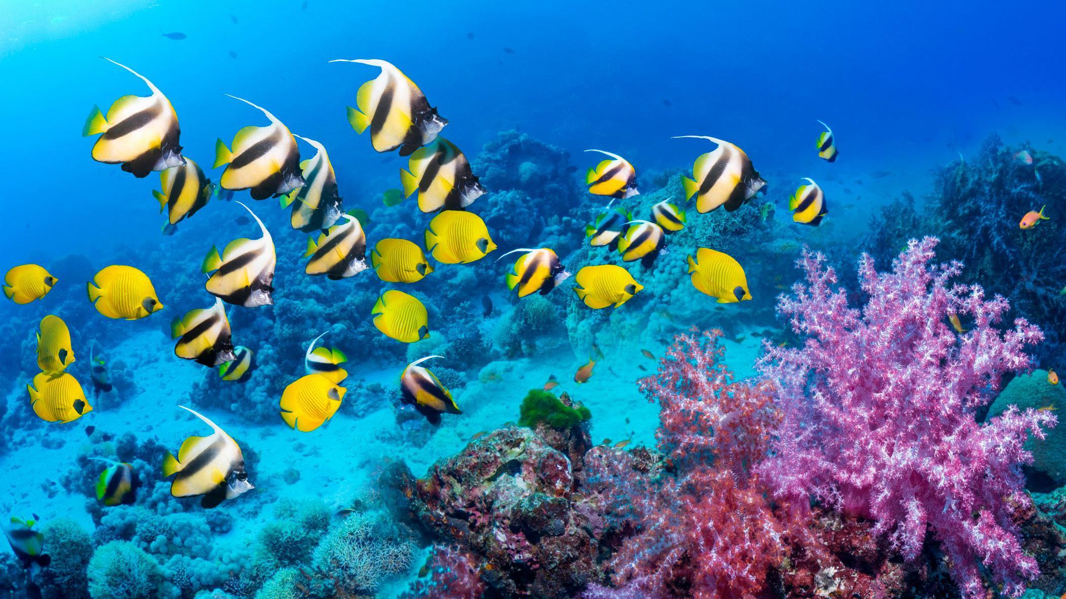 Peces