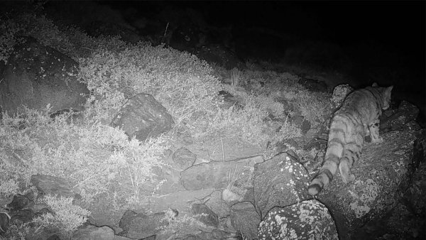 Gato Andino, Yerba Loca, Chile, 2024.