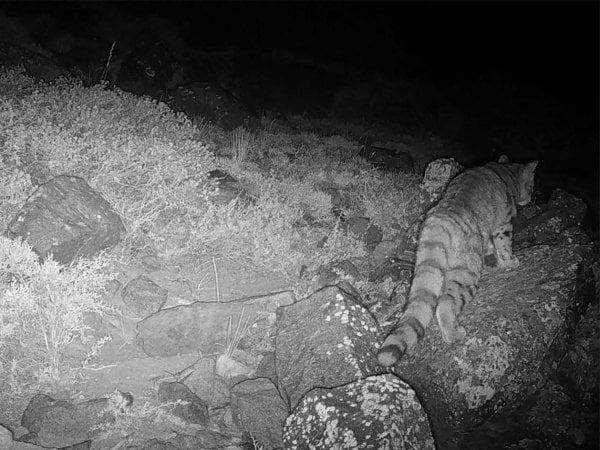 Gato Andino, Yerba Loca, Chile, 2024.