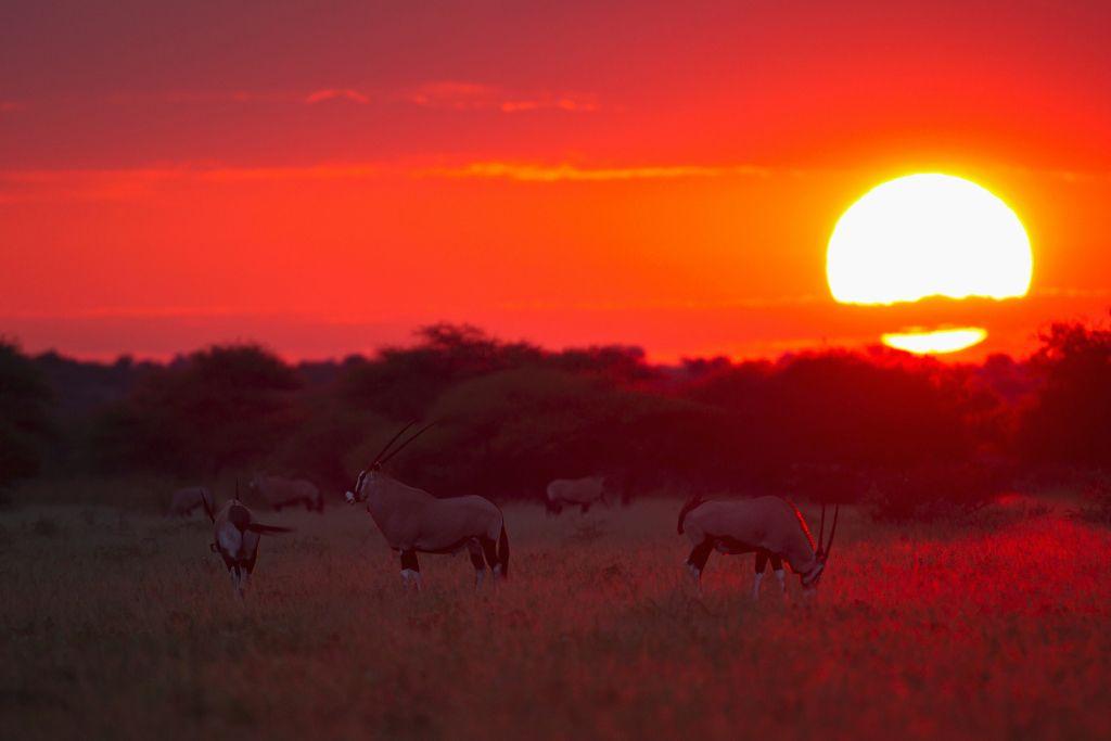 Atardecer rojo con animales en la hierba y árboles 