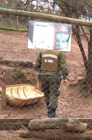 Investigación ataque zoológico.