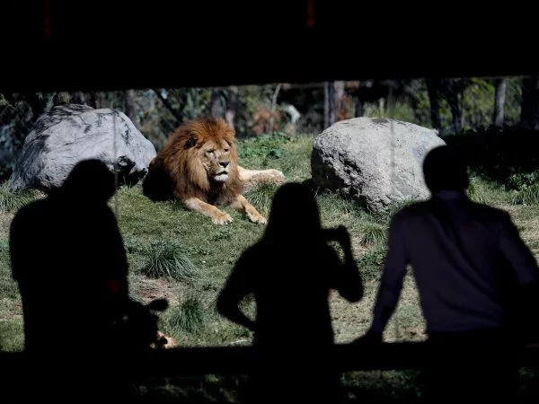 Vacaciones de invierno 2024. Buin Zoo.