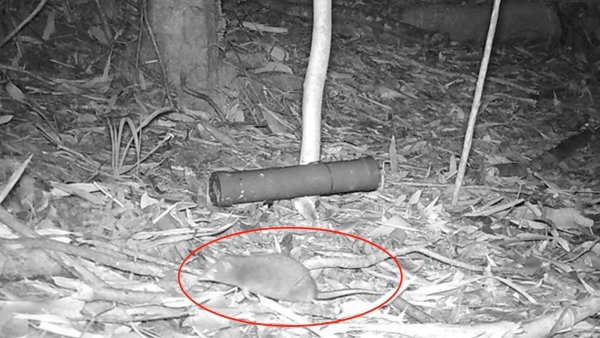 Comadrejita trompuda capturada por cámara trampa en la Reserva Costera Valdiviana. Chile, 2024.