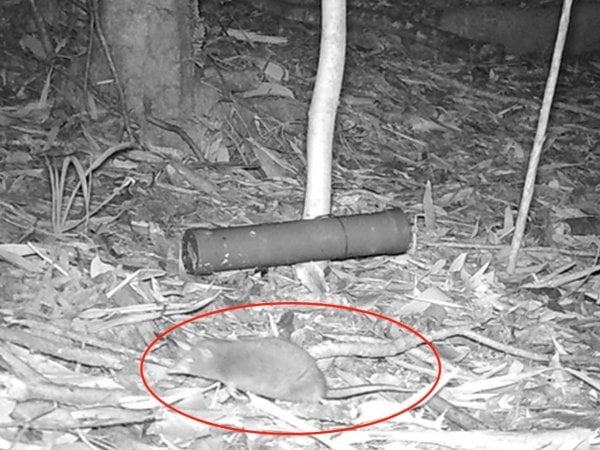 Comadrejita trompuda capturada por cámara trampa en la Reserva Costera Valdiviana. Chile, 2024.