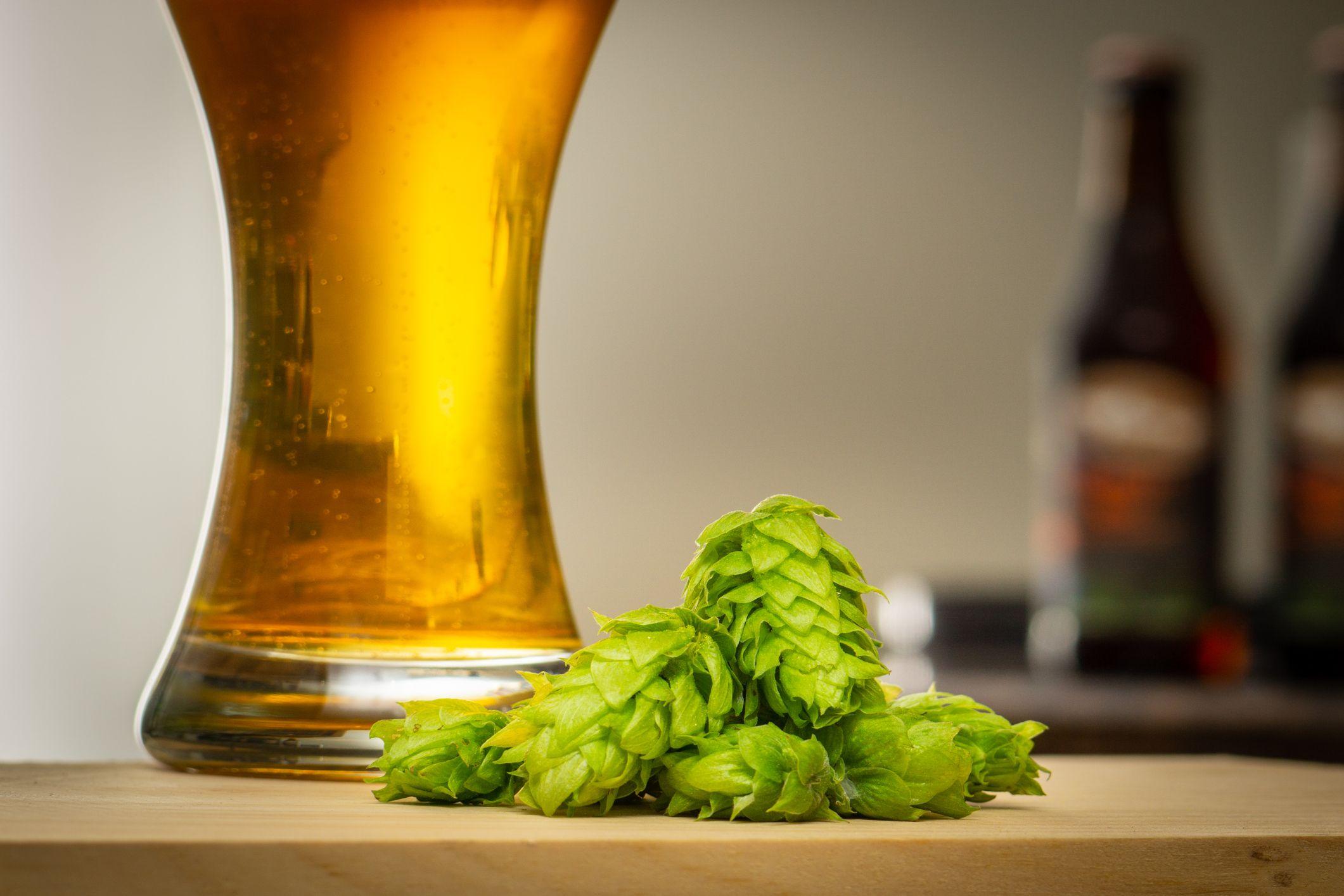 Lúpulo de cervecero fresco para elaborar cerveza artesanal