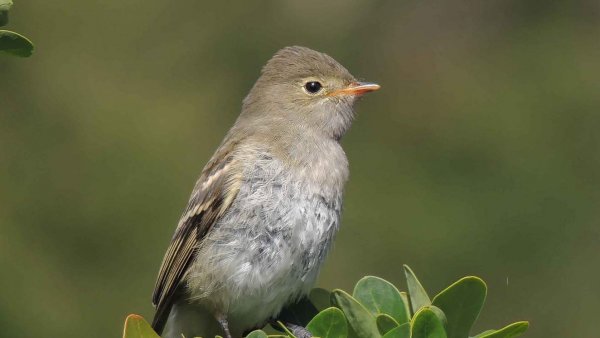 Ave playero de Baird en su hábitat natural en Isla Navarino, Chile.